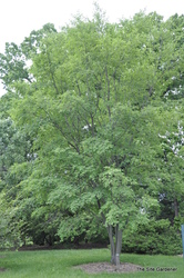 Amelanchier canadensis — photo 1